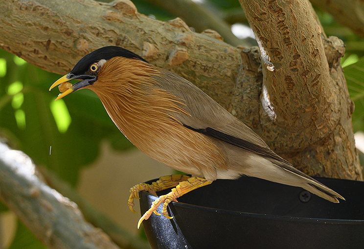 Brahminy Starling