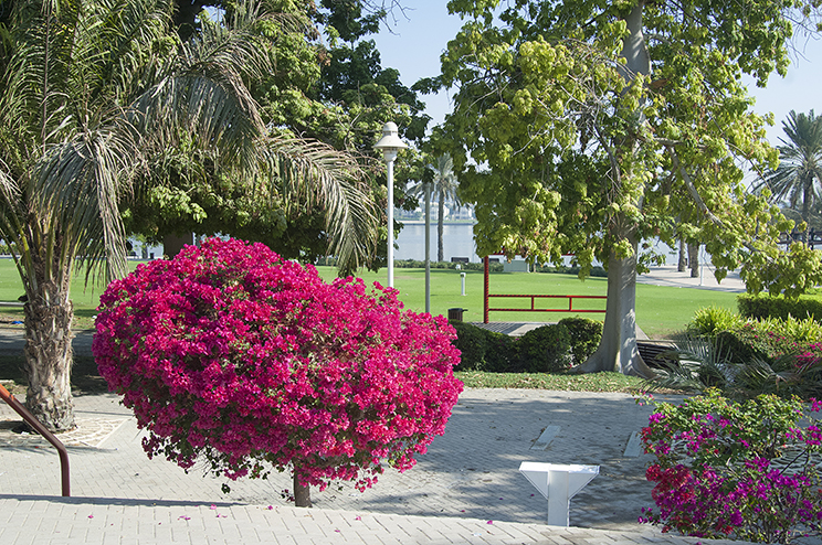 Dubai Creekside Park