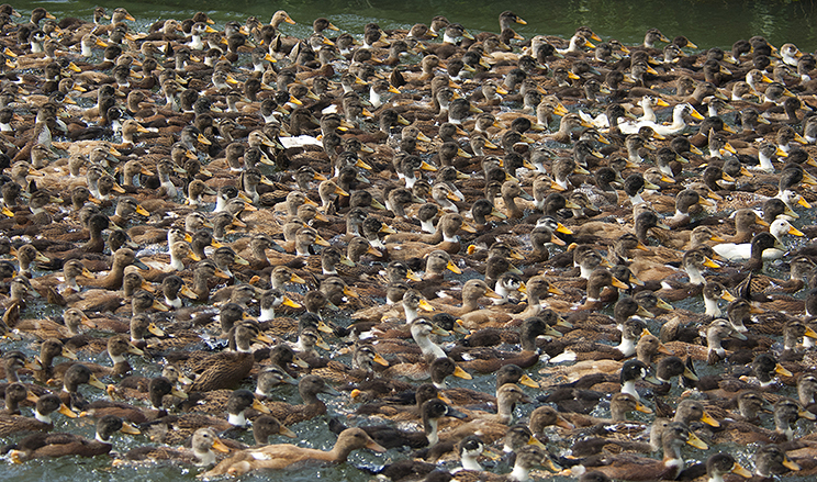 Carpet of ducks