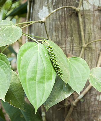 Pepper corns growing