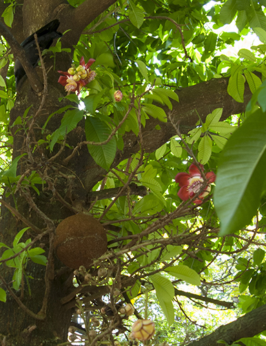 Cannon ball tree