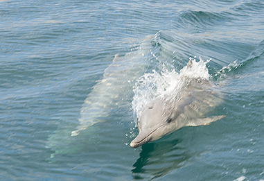 Dolphins