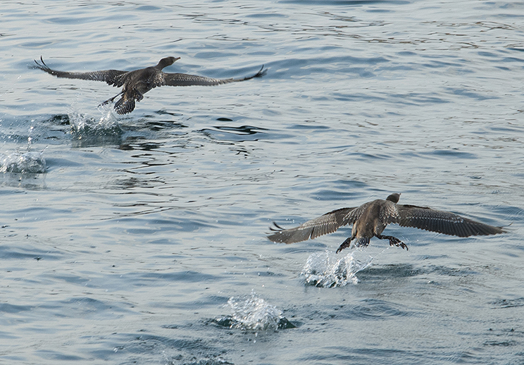 Sea Birds