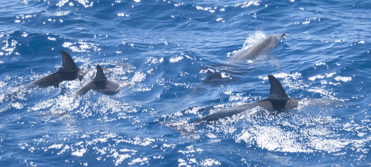 Dolphins