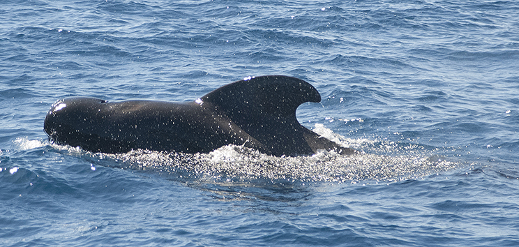 Pilot Whales